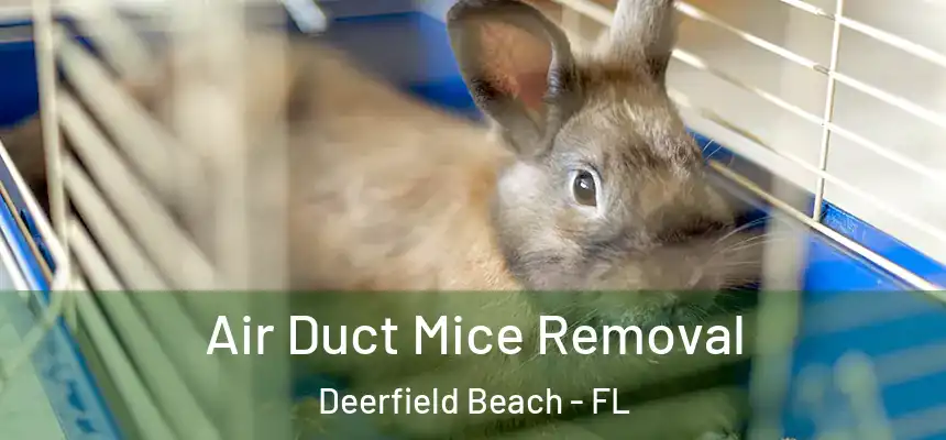 Air Duct Mice Removal Deerfield Beach - FL